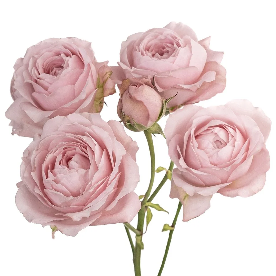Princess Garden Roses